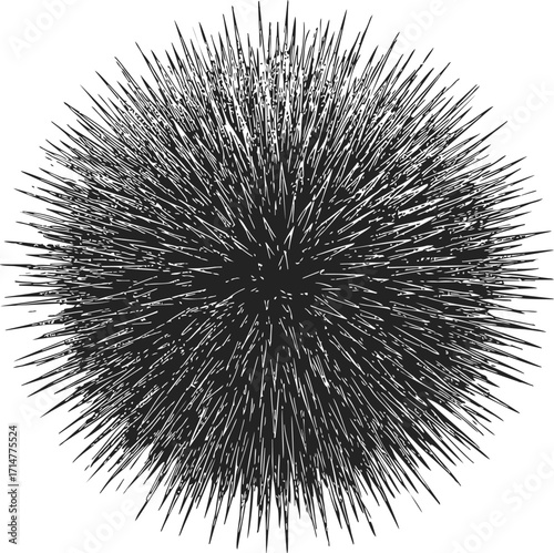 Sea urchin sketch hand drawn vector with detailed spines isolated on white — stock vector