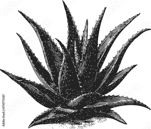 Aloe vera sketch hand drawn succulent plant with spiky leaves — stock vector