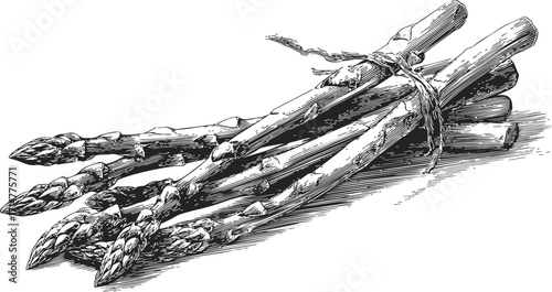 Asparagus bundle sketch, hand drawn vegetable tied with string — stock vector