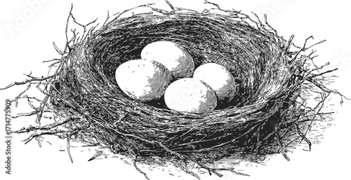 Bird nest sketch hand drawn with four eggs in detailed twigs — stock vector