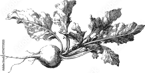 Beetroot sketch, hand drawn root vegetable with detailed leaves and textured bulb — stock vector