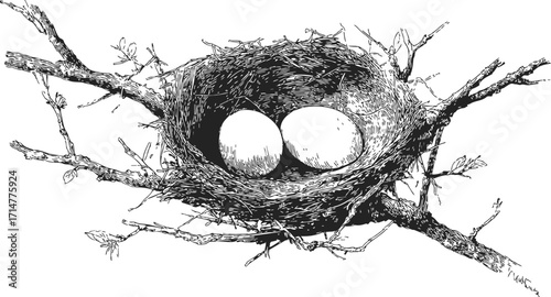 Bird nest sketch hand drawn with two eggs on tree branch — stock vector