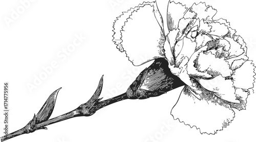 Carnation flower sketch hand drawn detailed botanical illustration with stem and leaves — stock vector