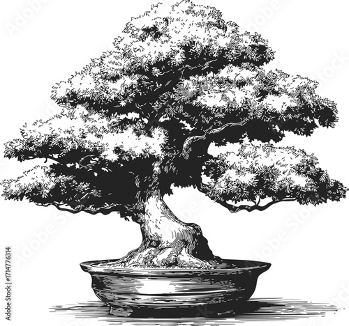 Bonsai tree sketch hand drawn in pot with detailed foliage — stock vector