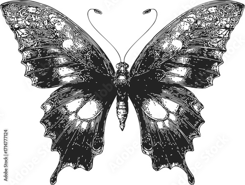 Butterfly sketch hand drawn detailed wings symmetrical black and white illustration — stock vector