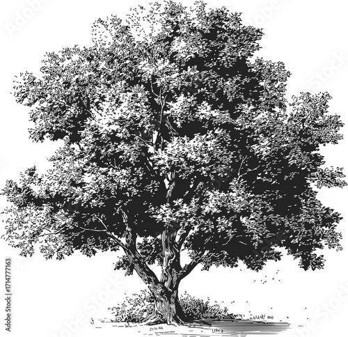 Tree sketch hand drawn detailed foliage and trunk isolated on white — stock vector