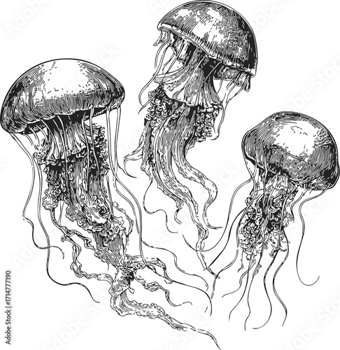 Jellyfish sketch hand drawn style detailed marine invertebrates illustration — stock vector