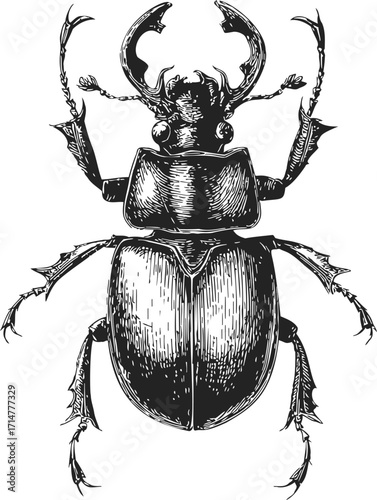 Stag beetle sketch hand drawn detailed insect illustration isolated on white — stock vector