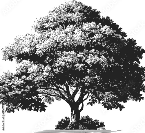 Tree sketch hand drawn detailed foliage and trunk in black and white — stock vector
