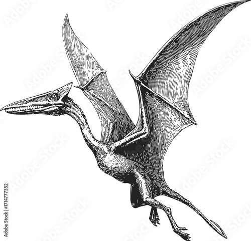 Pterosaur sketch hand drawn flying prehistoric reptile with large wings — stock vector