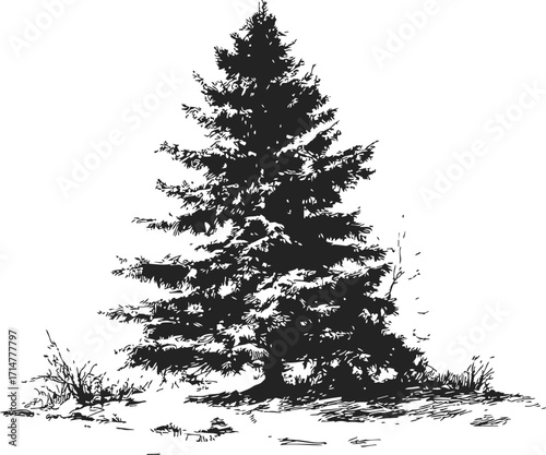 Pine tree sketch hand drawn detailed evergreen with ground foliage — stock vector