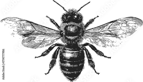 Bee sketch hand drawn detailed insect with wings isolated on white — stock vector
