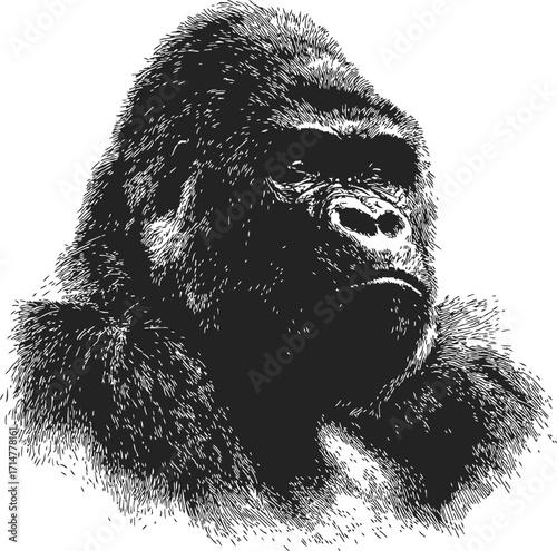Gorilla sketch hand drawn portrait with detailed fur and strong expression — stock vector