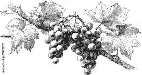 Grape vine sketch hand drawn with leaves and grape clusters — stock vector