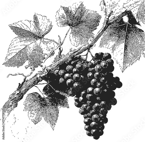 Grapevine sketch hand drawn with leaves and grape cluster on branch — stock vector