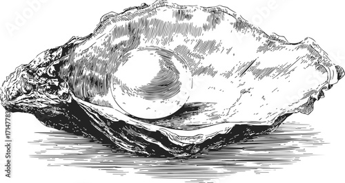 Oyster shell with pearl sketch, hand drawn detailed black and white illustration — stock vector