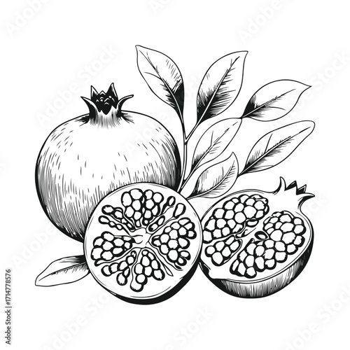 Vector art of a composition of a whole pomegranate, two halves showing seeds, and a branch with leaves, isolated on a