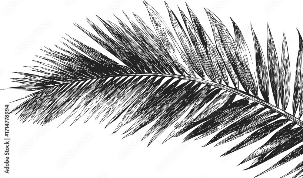 Obraz premium Palm frond sketch hand drawn botanical leaf detailed black line art — stock vector