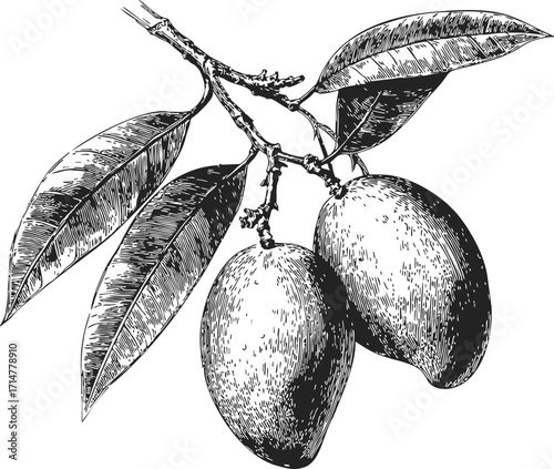 Mango fruit on branch sketch hand drawn botanical illustration with detailed leaves — stock vector