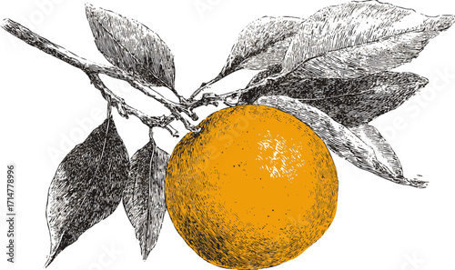 Orange fruit sketch hand drawn with branch and leaves — stock vector