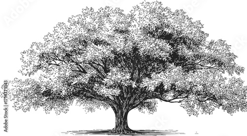 Oak tree sketch hand drawn large spreading branches detailed foliage — stock vector
