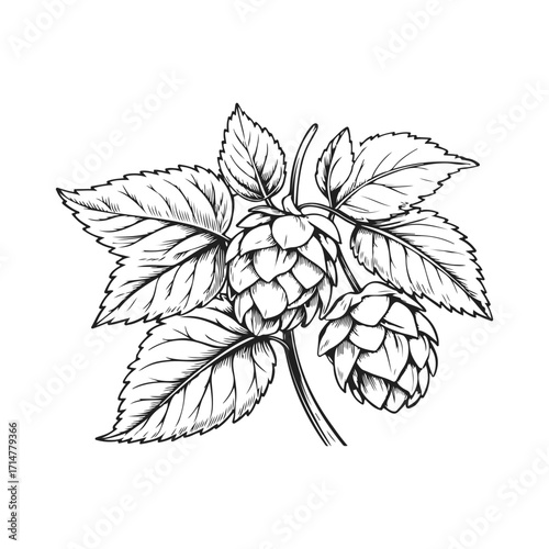 Vector art of black and white illustration of hop cones and leaves