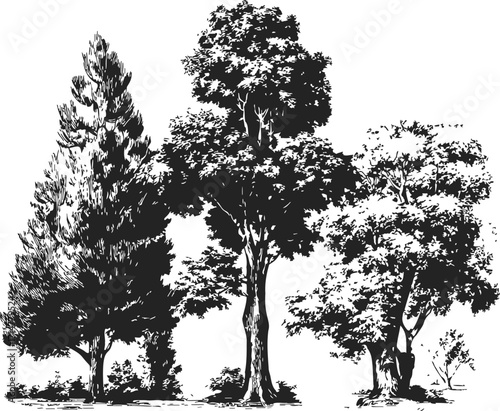 Trees sketch hand drawn group of three different species with detailed foliage — stock vector