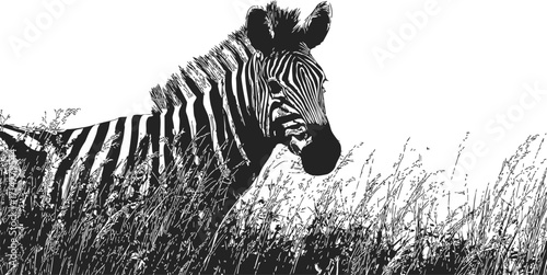 Zebra sketch hand drawn in tall grass black and white scene — stock vector