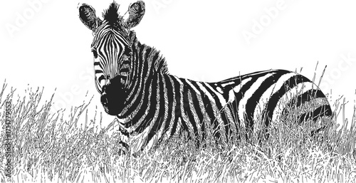 Zebra sketch hand drawn lying in grassland black and white — stock vector