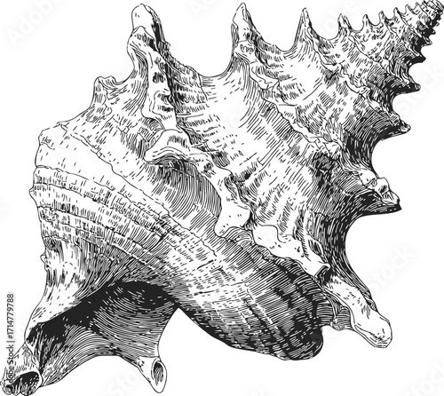 Conch shell sketch hand drawn detailed engraving style isolated white background — stock vector
