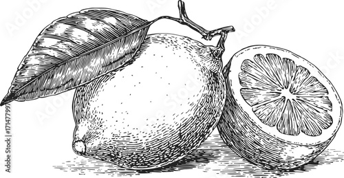 Lemon with leaf and half lemon sketch hand drawn citrus fruit detailed engraving — stock vector