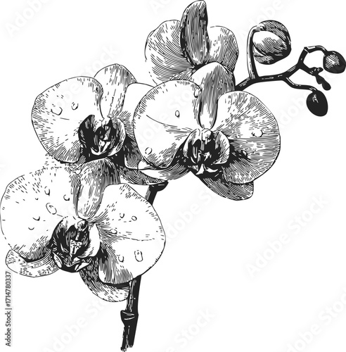 Orchid flower sketch hand drawn botanical branch with blossoms and buds — stock vector