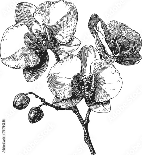 Orchid flowers sketch hand drawn botanical line art with detailed petals and buds — stock vector
