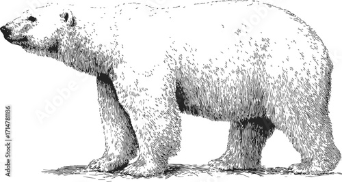 Polar bear sketch hand drawn side view detailed fur texture — stock vector