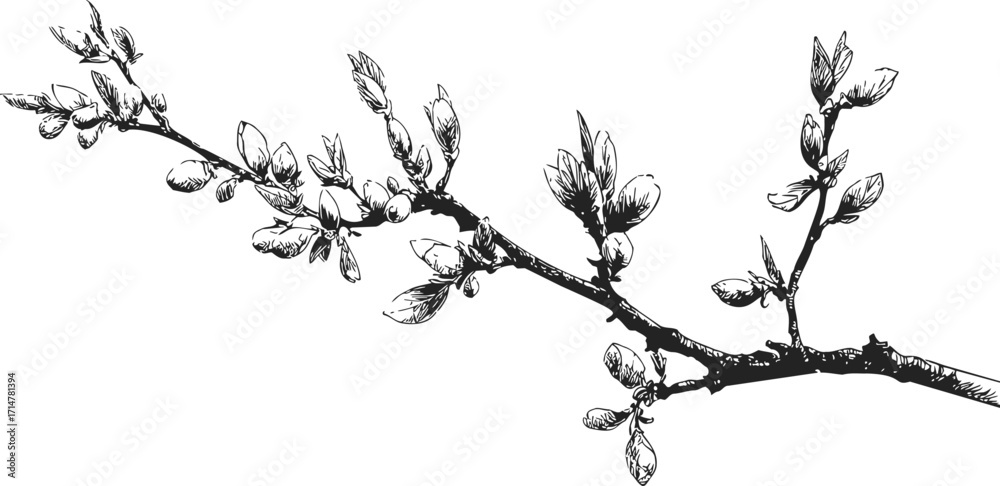 Naklejka premium Cherry blossom branch sketch hand drawn with buds and flowers — stock vector