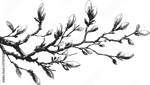 Tree branch sketch hand drawn with budding leaves isolated on white — stock vector