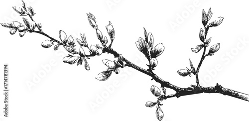 Cherry blossom branch sketch hand drawn with buds and flowers — stock vector