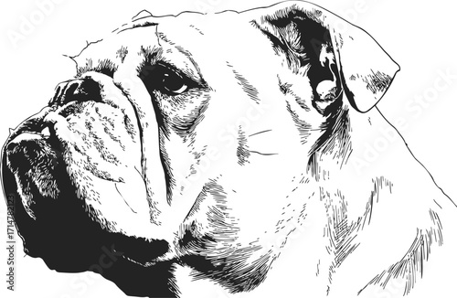 Bulldog sketch hand drawn portrait with detailed face and expressive eyes — stock vector