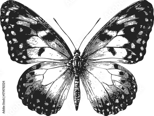 Butterfly sketch hand drawn detailed black and white insect illustration — stock vector