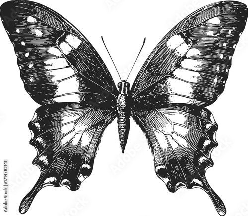 Butterfly sketch hand drawn detailed insect illustration isolated on white — stock vector