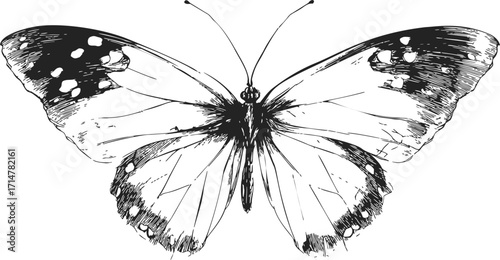 Butterfly sketch hand drawn detailed wings black and white illustration — stock vector