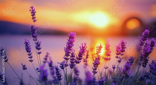 Lavender Flowers Bloom Near the Lake During Sunset With Vibrant Colors in the...