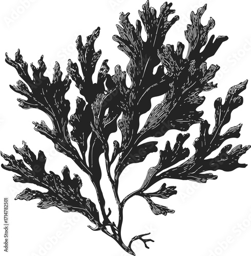 Seaweed sketch hand drawn botanical illustration detailed fronds isolated on white — stock vector