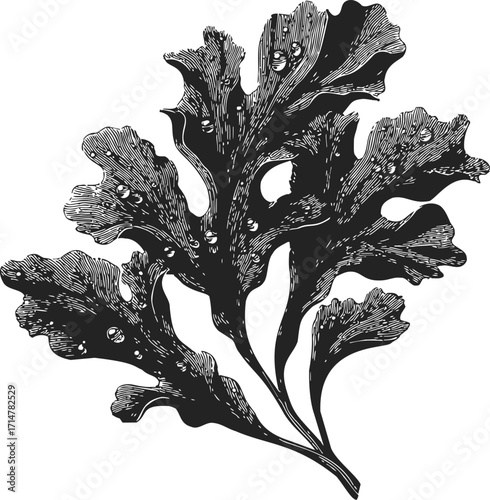 Seaweed sketch hand drawn botanical illustration with detailed fronds — stock vector