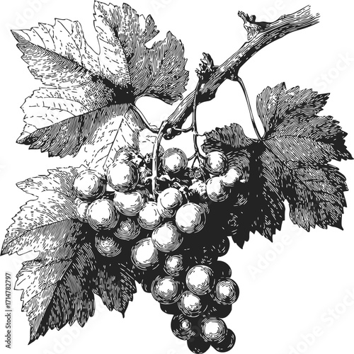 Grape vine sketch hand drawn with detailed leaves and fruit cluster — stock vector