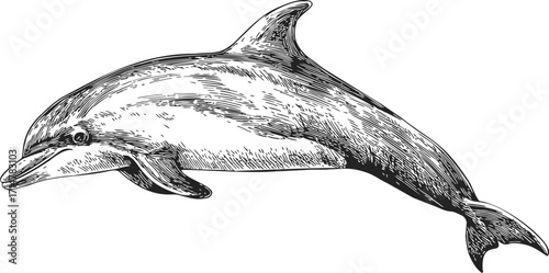 Dolphin sketch hand drawn style detailed marine animal illustration — stock vector