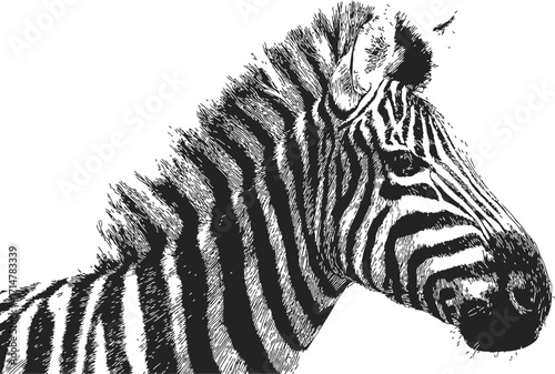 Zebra sketch hand drawn portrait detailed black and white animal illustration — stock vector