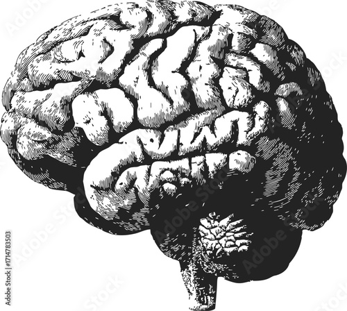 Human brain sketch, hand drawn vector, detailed anatomical side view — stock vector