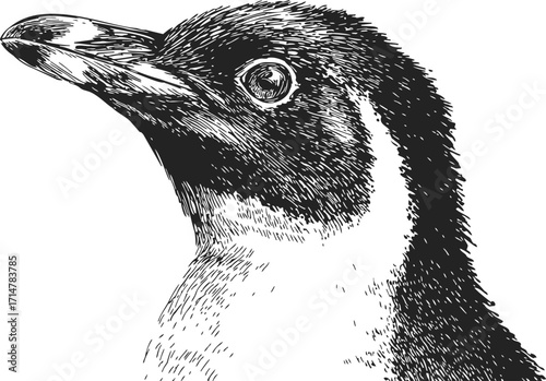 Penguin head sketch hand drawn detailed black and white portrait — stock vector