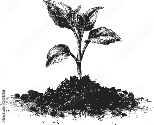 Seedling sketch hand drawn young plant growing in soil — stock vector